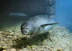Hawaiian Monk Seal @ ~50' depth South Shore. by Glenn Poulain 